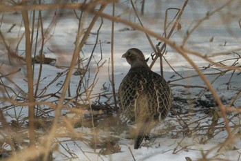 Common Pheasant 星観緑地(札幌市手稲区) Tue, 1/3/2023