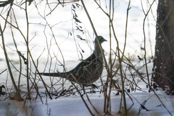 Common Pheasant 星観緑地(札幌市手稲区) Tue, 1/3/2023