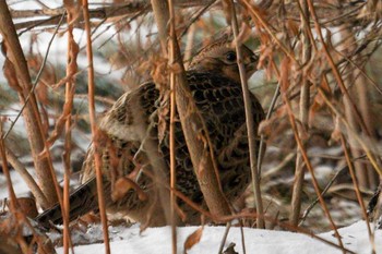 Common Pheasant 星観緑地(札幌市手稲区) Tue, 1/3/2023