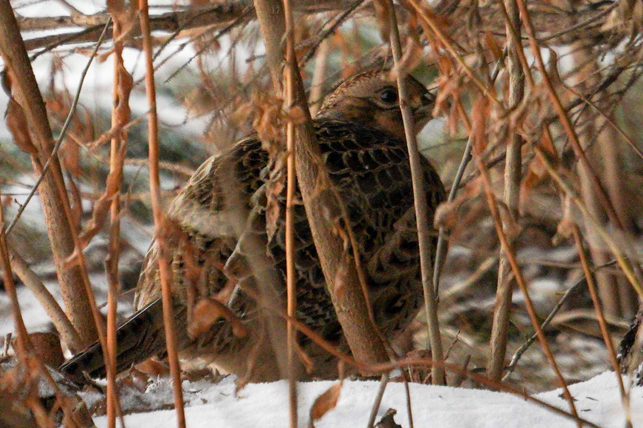 Photo of Common Pheasant at 星観緑地(札幌市手稲区) by 98_Ark (98ｱｰｸ)