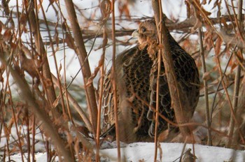 Common Pheasant 星観緑地(札幌市手稲区) Tue, 1/3/2023