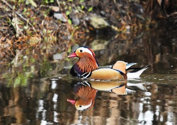 Mandarin Duck Kasai Rinkai Park Sun, 3/18/2018