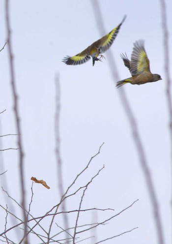 Grey-capped Greenfinch 杭瀬川スポーツ公園 Tue, 12/20/2022