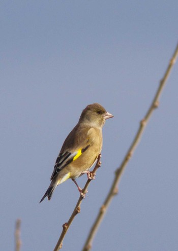 Grey-capped Greenfinch 杭瀬川スポーツ公園 Tue, 12/20/2022