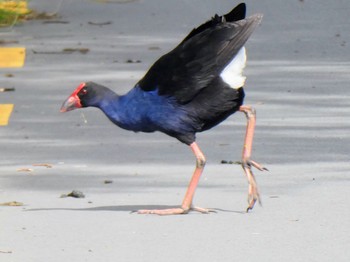 Australasian Swamphen Travis Wetland Nature Heritage Park, Christchurch, New Zealand Sun, 12/25/2022