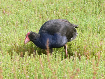 Australasian Swamphen Travis Wetland Nature Heritage Park, Christchurch, New Zealand Sun, 12/25/2022