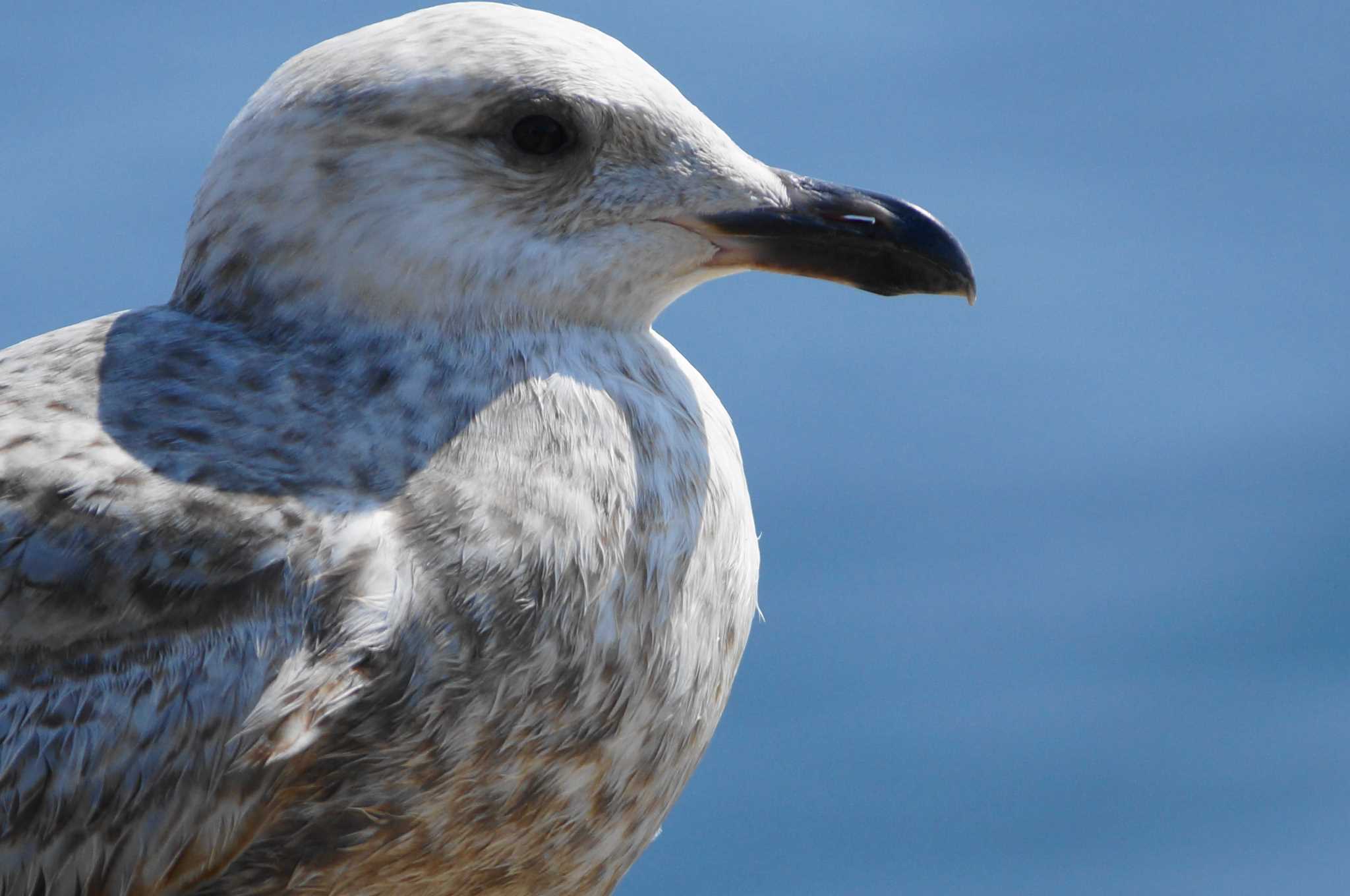 Slaty-backed Gull