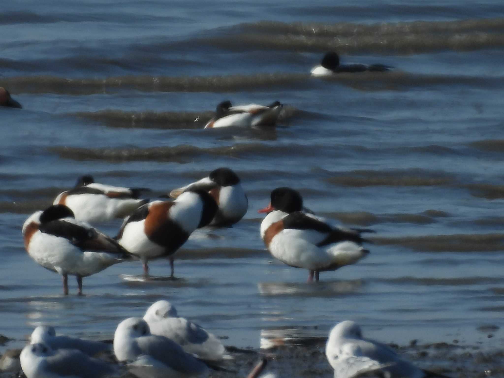 Common Shelduck