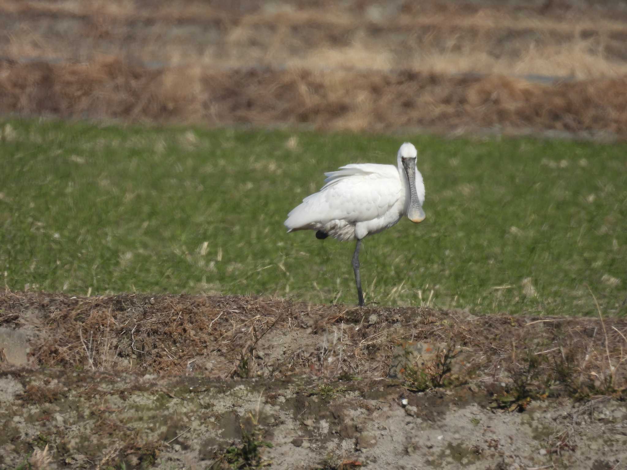 Black-faced Spoonbill