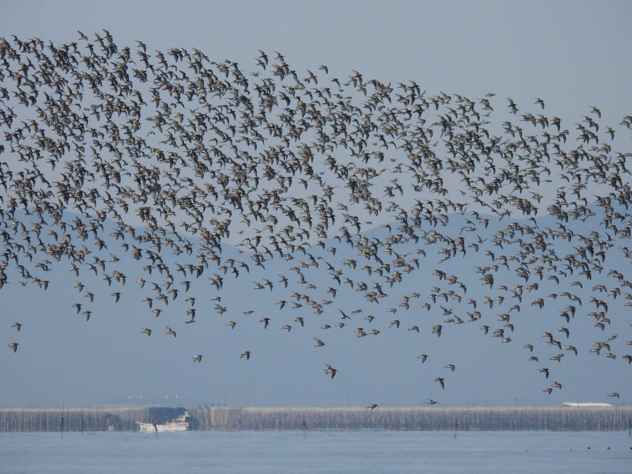 Dunlin