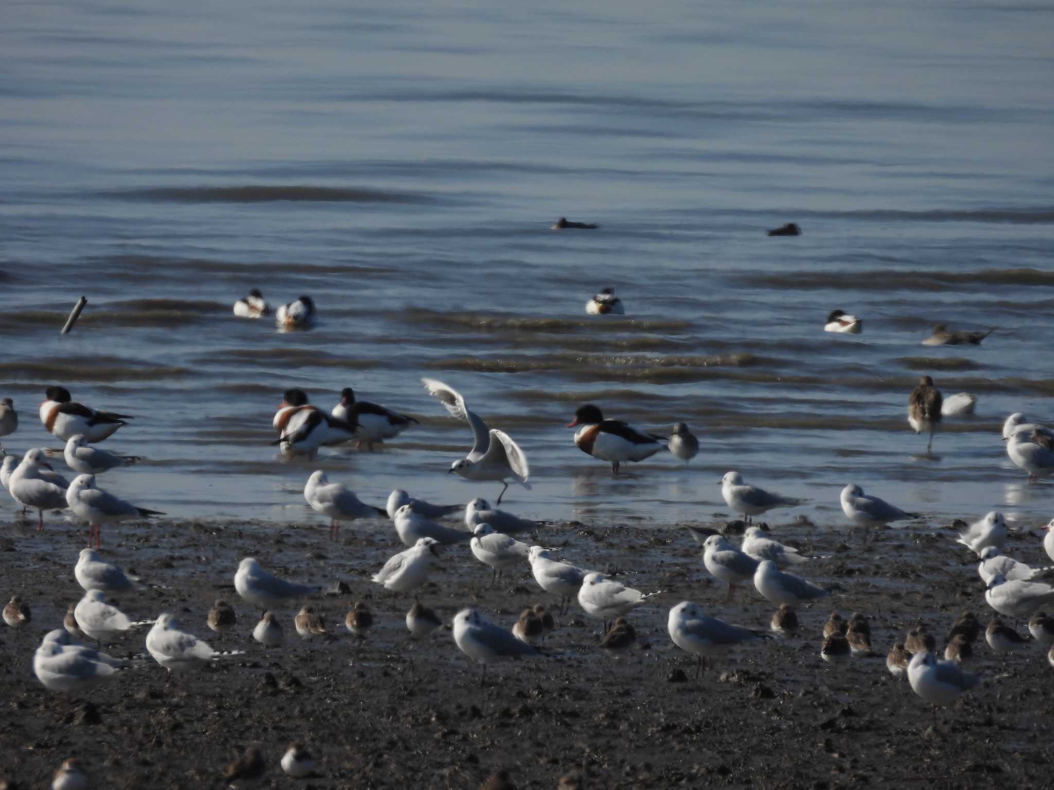 Saunders's Gull