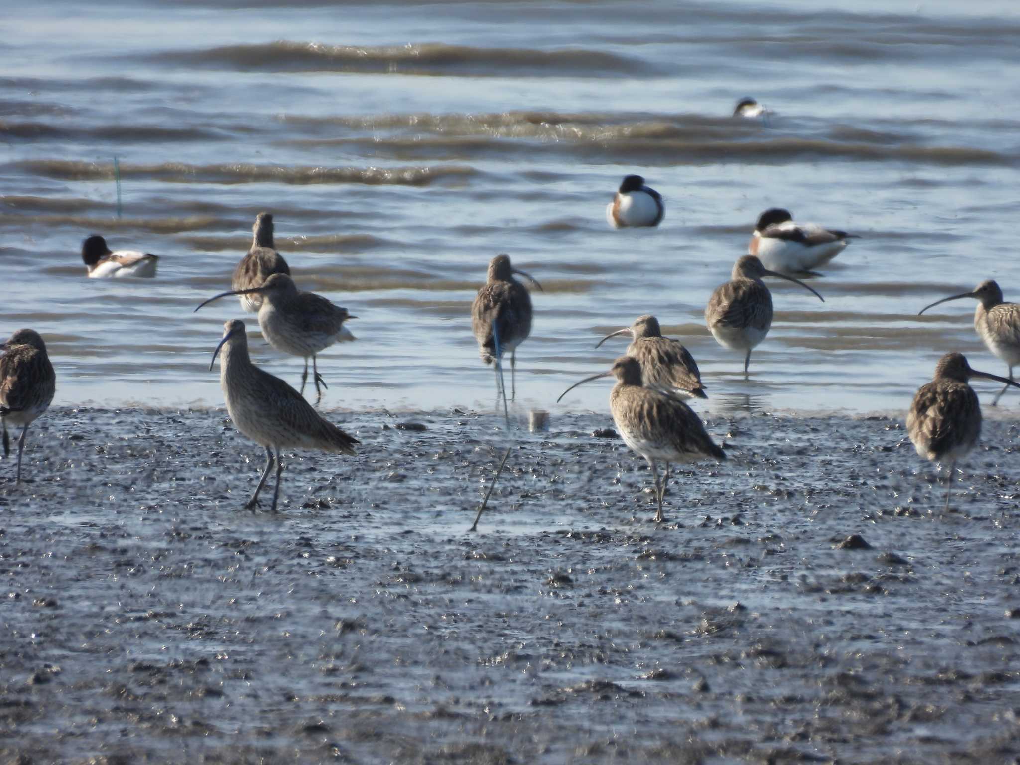 Eurasian Curlew