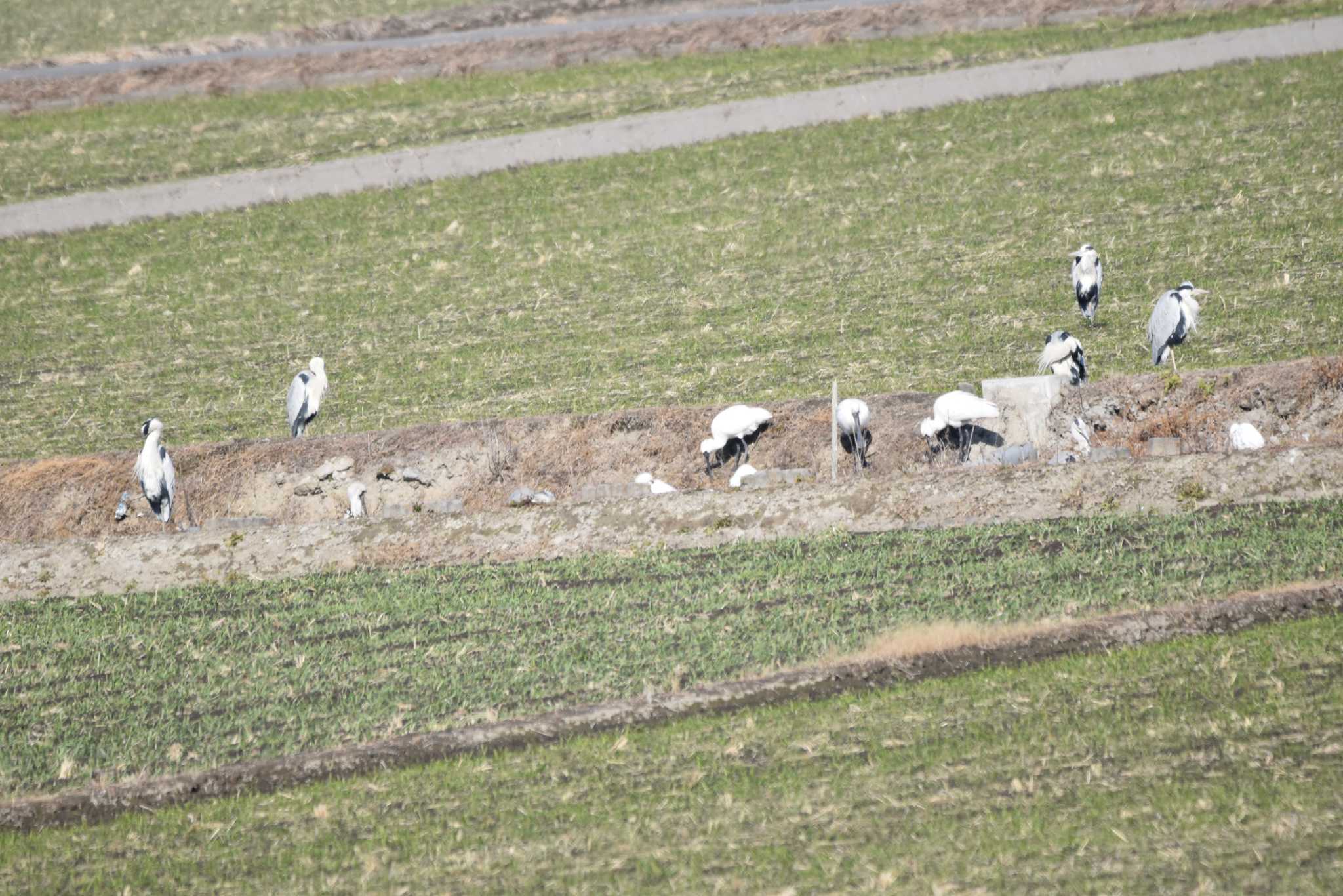 Black-faced Spoonbill