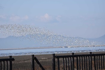 Mon, 12/26/2022 Birding report at Daijugarami Higashiyoka Coast