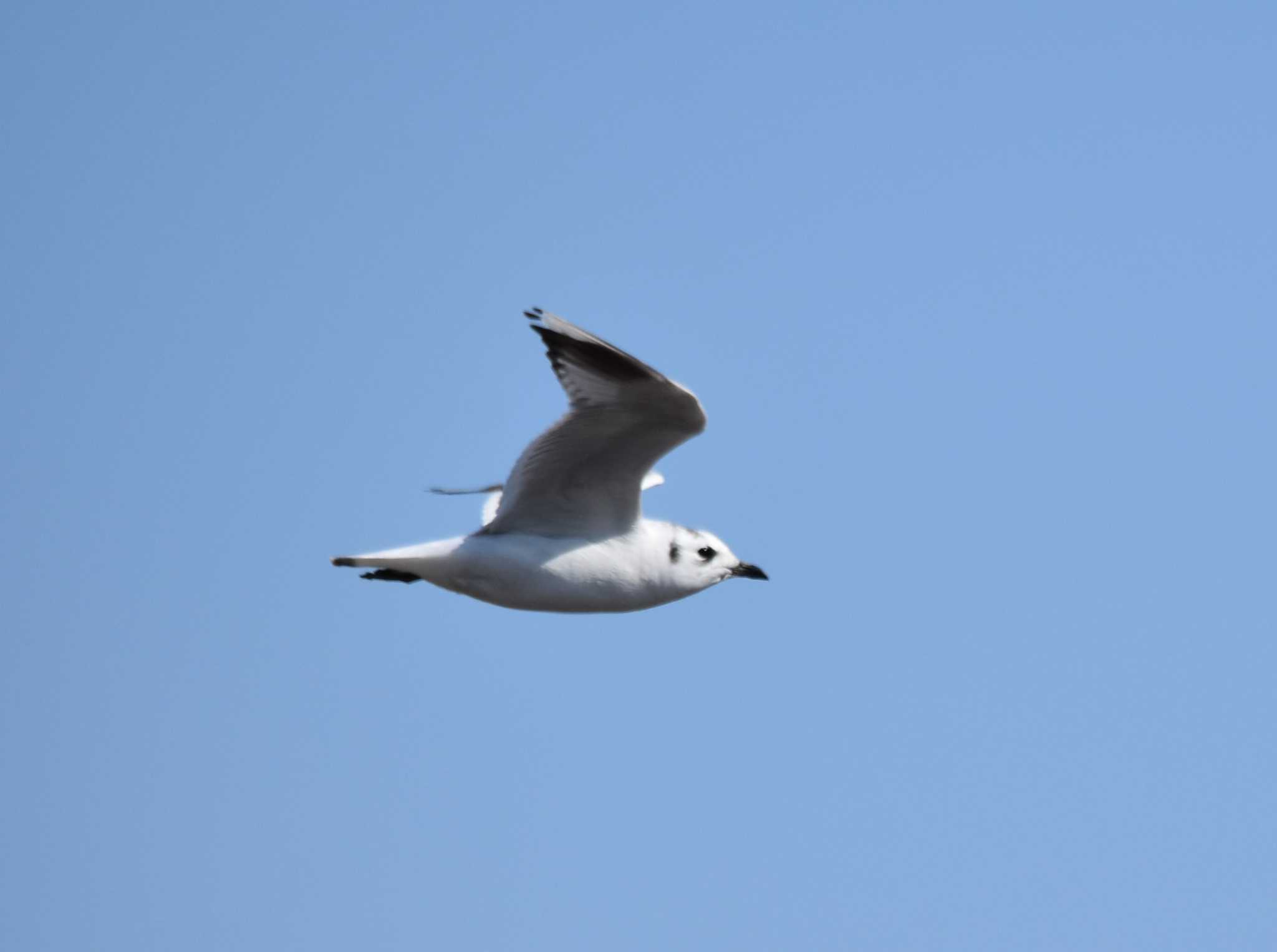 Saunders's Gull