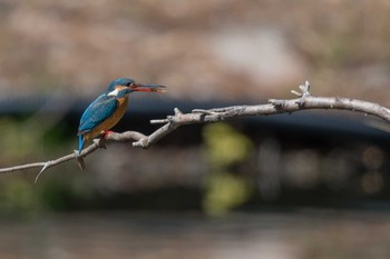 カワセミ 須磨離宮公園 2018年3月10日(土)