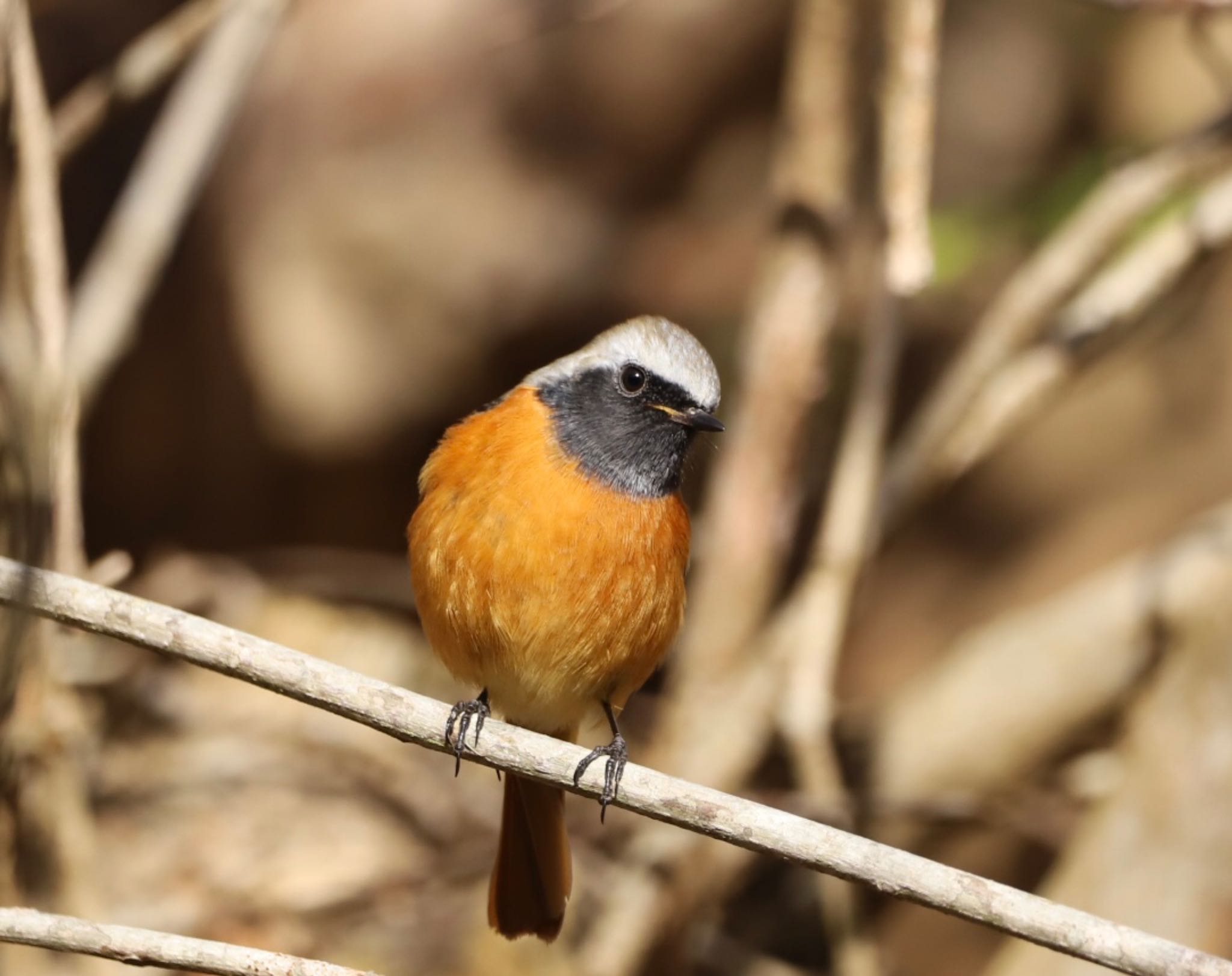 山神ダム ジョウビタキの写真 by ゆういち