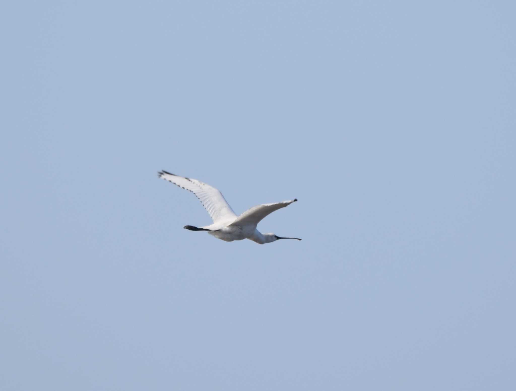 Eurasian Spoonbill