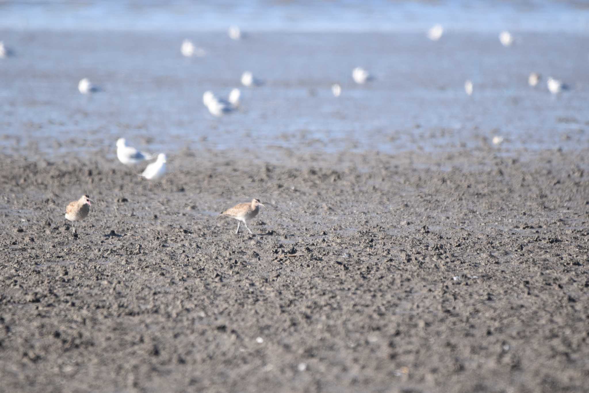 Eurasian Whimbrel