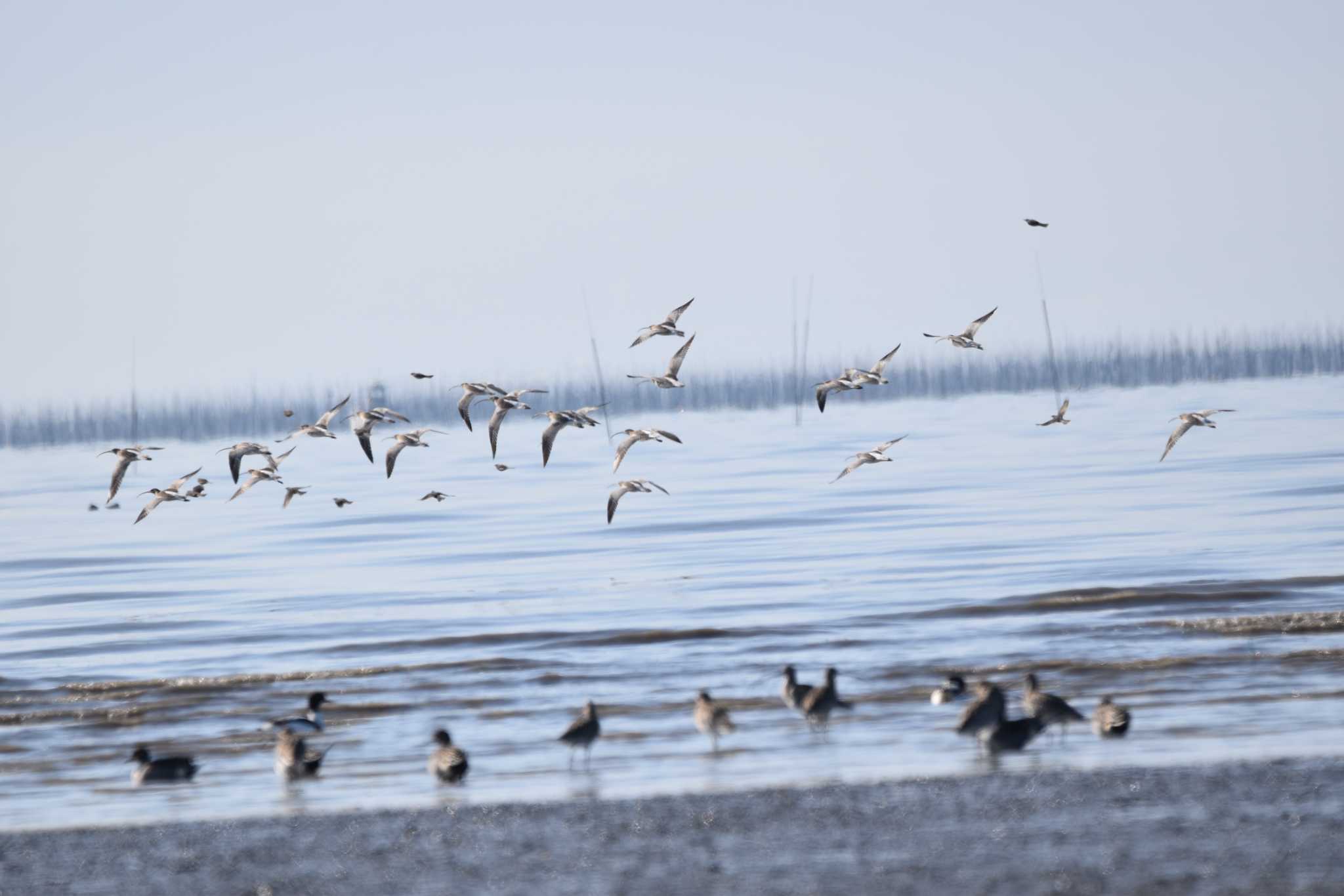 Photo of Eurasian Curlew at Daijugarami Higashiyoka Coast by みやさん