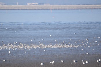 セグロカモメ 大授搦(東与賀干潟) 2022年12月26日(月)