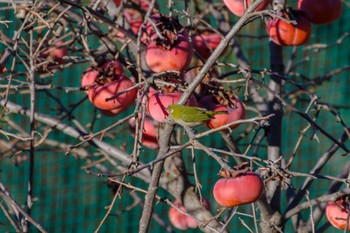 Warbling White-eye 都内市街地 Tue, 1/3/2023