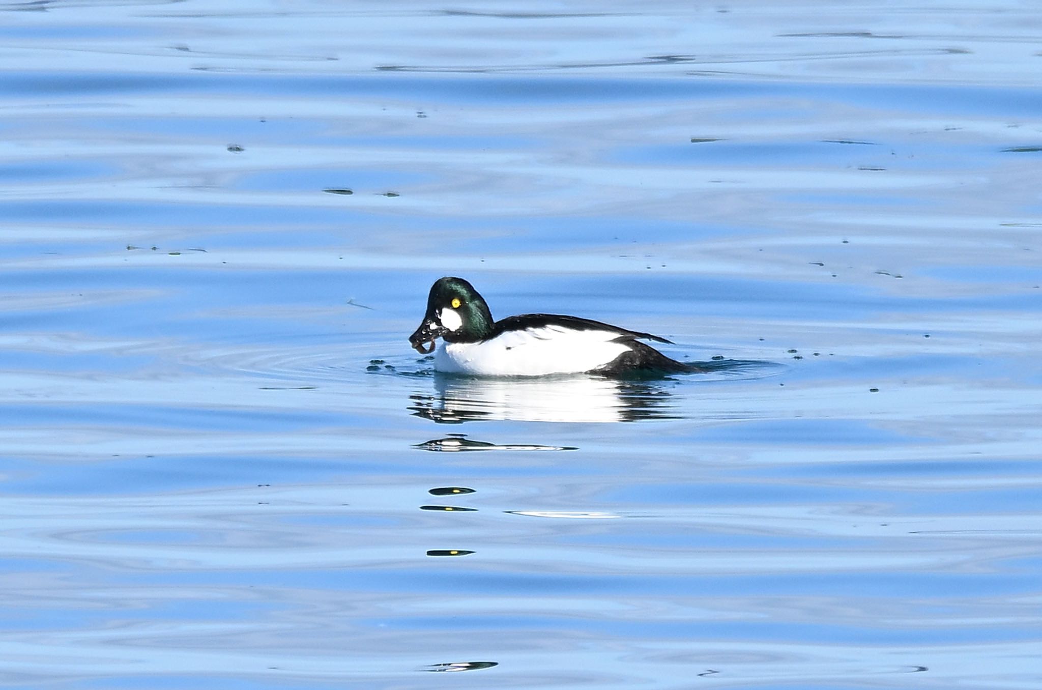 Photo of Common Goldeneye at ギンポ捕まえて食べた by アカウント5227