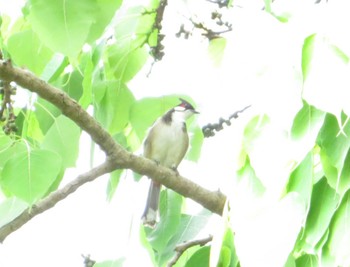 Red-whiskered Bulbul セントーサ島 Wed, 12/28/2022