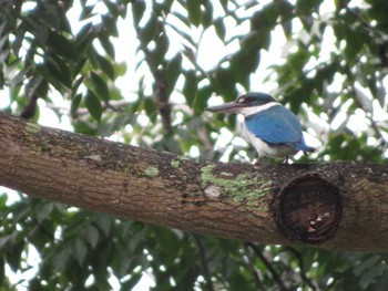 Collared Kingfisher Pasir Ris Park (Singapore) Thu, 12/29/2022