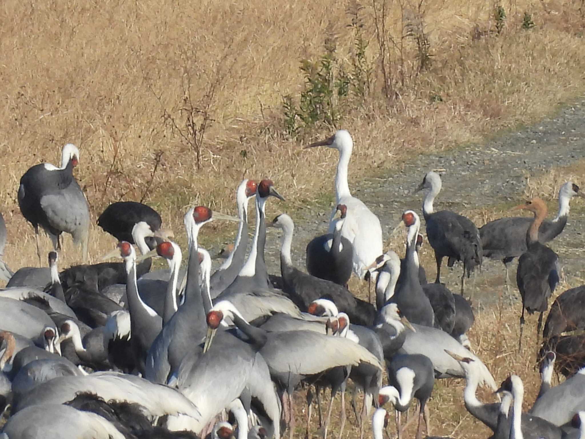 Siberian Crane