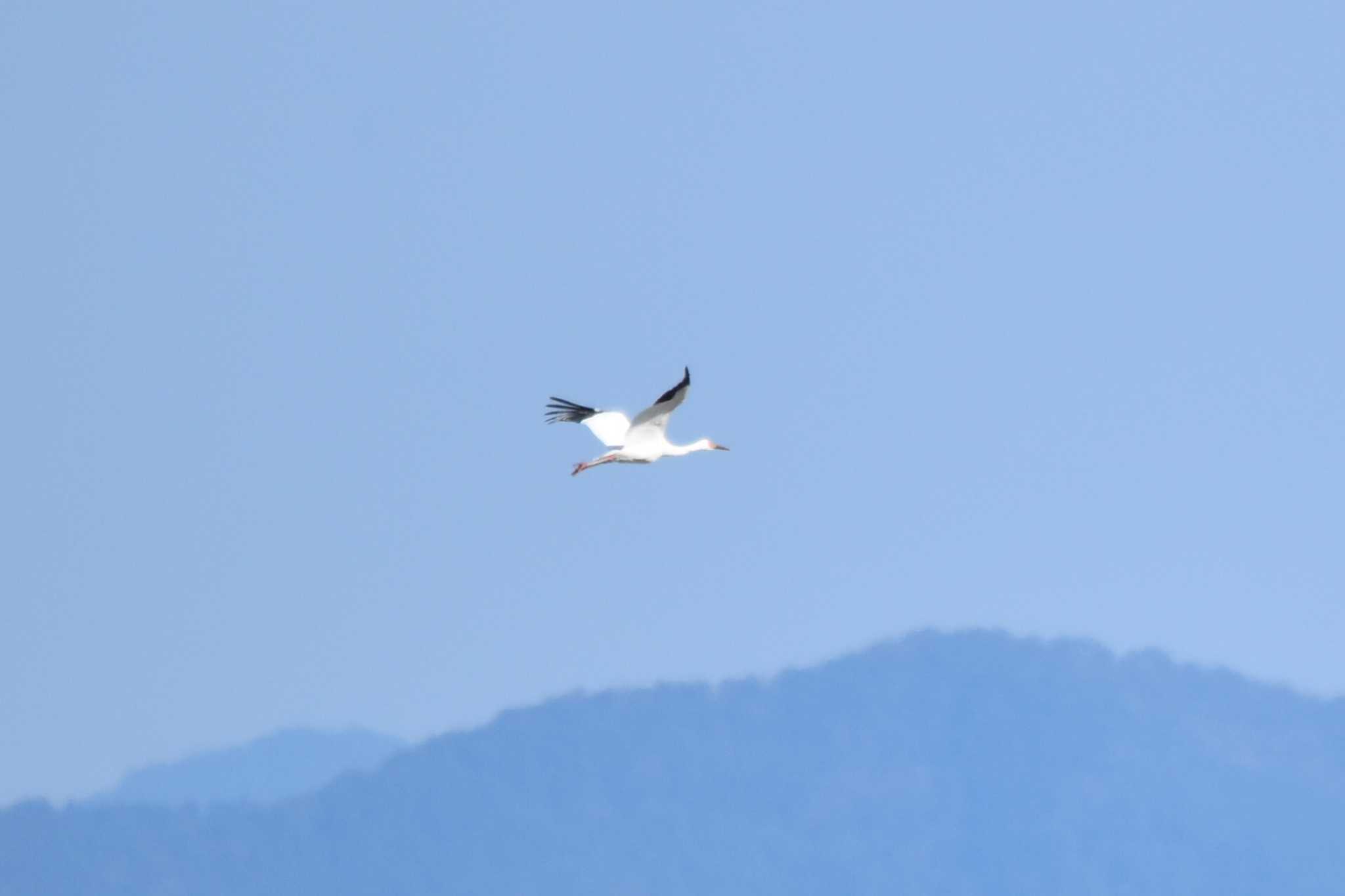 Siberian Crane