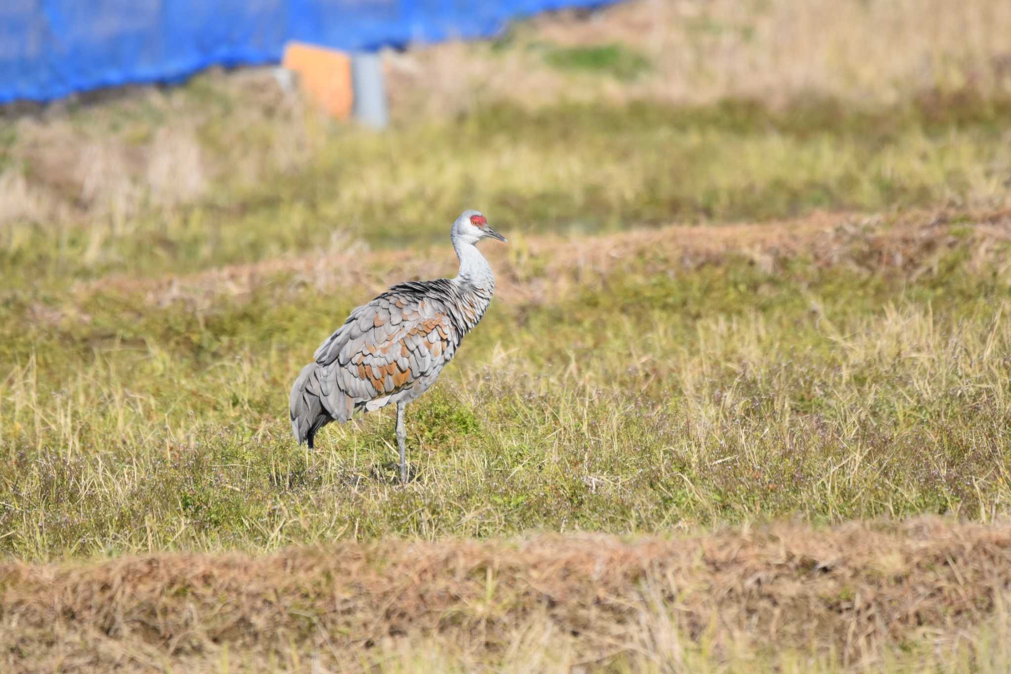 Sandhill Crane