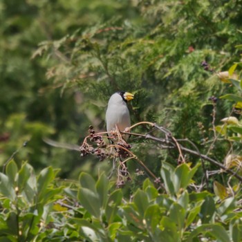 Japanese Grosbeak Forest Park of Mie Prefecture Tue, 1/3/2023