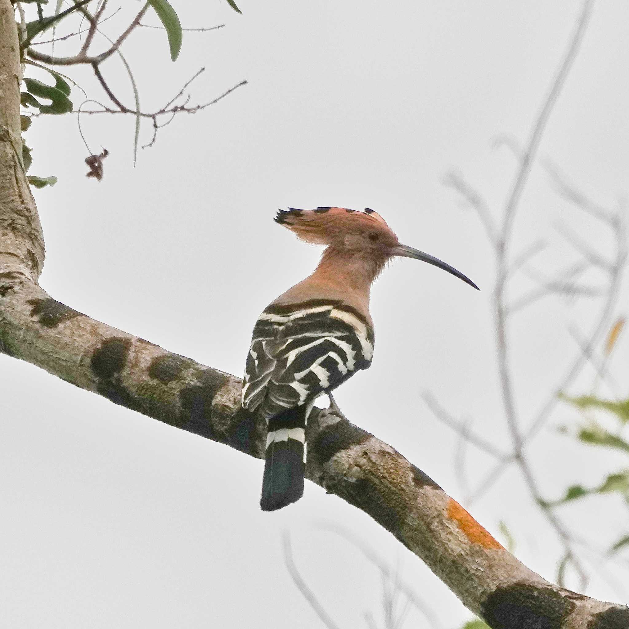 Eurasian Hoopoe