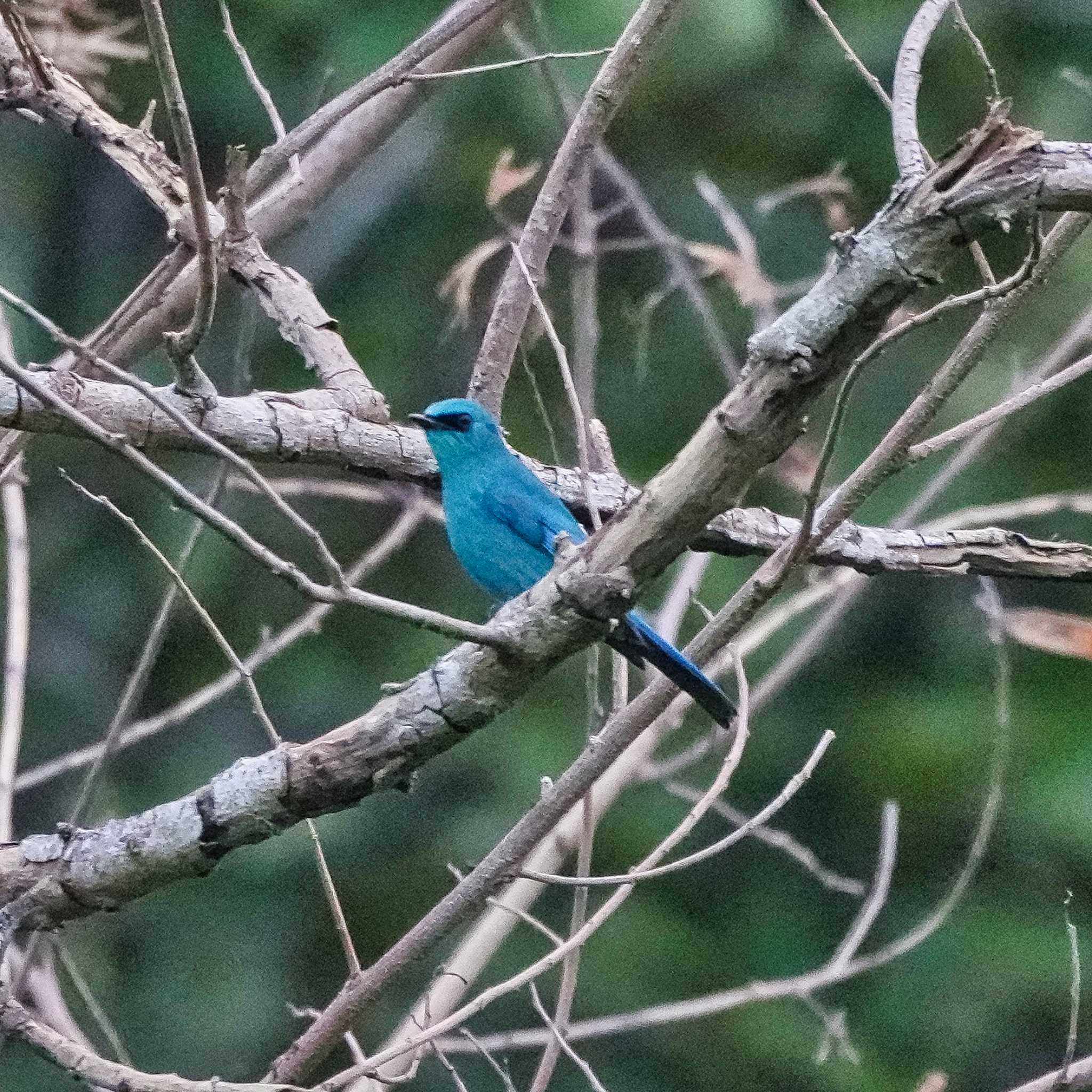 Verditer Flycatcher