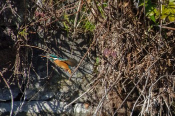 Common Kingfisher Imperial Palace Tue, 1/3/2023