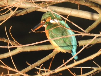 Common Kingfisher 高野川 Tue, 1/3/2023