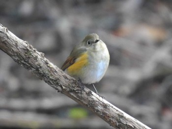 Red-flanked Bluetail 京都市宝ヶ池公園 Tue, 1/3/2023