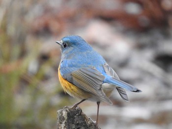 Red-flanked Bluetail 京都市宝ヶ池公園 Tue, 1/3/2023