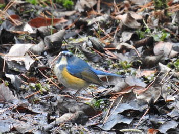 Red-flanked Bluetail 京都市宝ヶ池公園 Tue, 1/3/2023