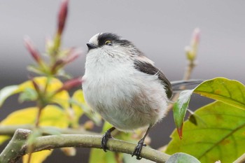 エナガ 兵庫県宝塚市 2018年3月20日(火)