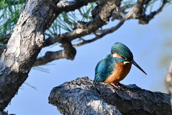 カワセミ 日比谷公園 2023年1月2日(月)