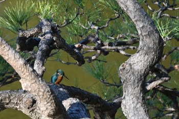 カワセミ 日比谷公園 2023年1月2日(月)