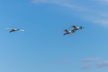 Black-faced Spoonbill 曽根干潟(曾根干潟) Tue, 1/3/2023