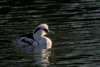 Smew 多摩川トライアングル Tue, 1/3/2023