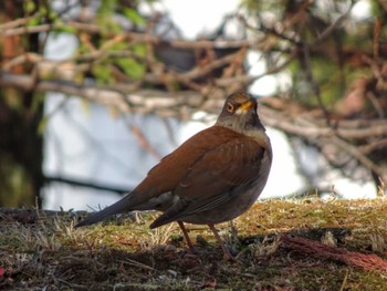 2023年1月3日(火) 広島城の野鳥観察記録