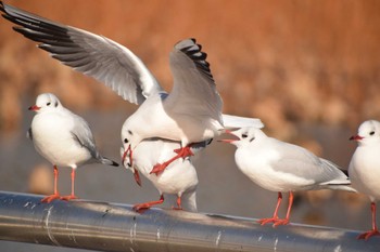 Black-headed Gull Oizumi Ryokuchi Park Tue, 1/3/2023