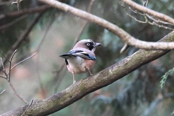 2023年1月3日(火) こども自然公園 (大池公園/横浜市)の野鳥観察記録