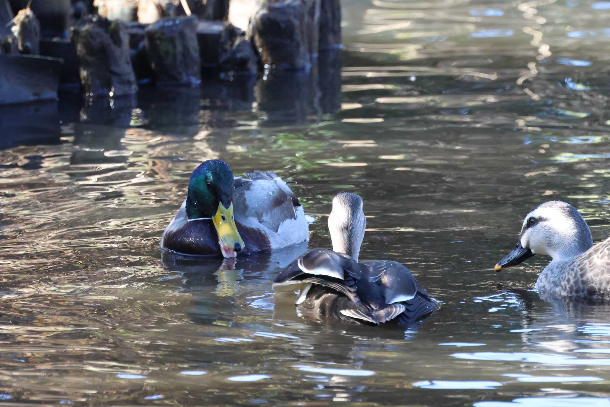 こども自然公園 (大池公園/横浜市) マガモの写真 by ぼぼぼ