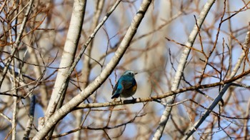 Red-flanked Bluetail 武田尾 Tue, 1/3/2023